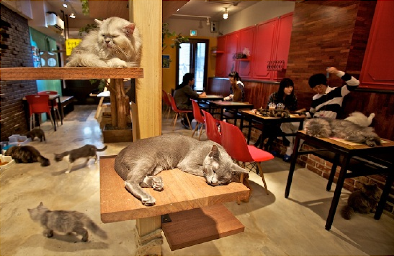 Ebiz Pos Offline - Top 10 quán cafe có ý tưởng kinh doanh độc nhất vô nhị trên thế giới mà các chủ quán cafe cần biết - Hình 3
